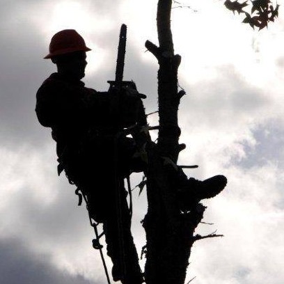 River Bear Tree Care Professional